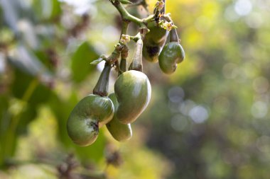 Erken dönem kaju ağacında, 3 parça.