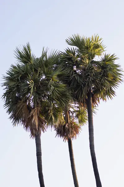 Dağlı üç palmiye ağacı ve berrak mavi gökyüzü