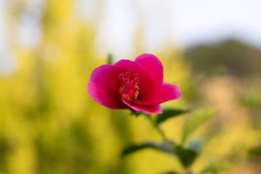 Koyu kırmızı amber çiçeğinin yakın plan çekimi, yeşilimsi ve sarımsı arkaplan. Koyu kırmızı amberin portresi ve Macro çekimi