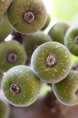 Tepe istasyonu Yelagiri 'de bulunan İncir meyvesinin melez çeşitliliği, yeşilimsi doğal desen.