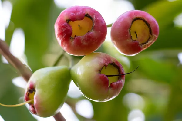 Yelagiri Tepesi İstasyonu 'nda bulunan gül elması, dört gül elması asılıydı.