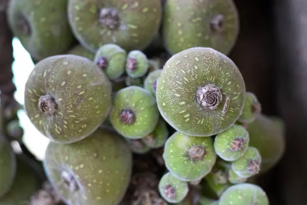 Tepe istasyonu Yelagiri 'de bulunan İncir meyvesinin melez çeşitliliği, yeşilimsi doğal desen.