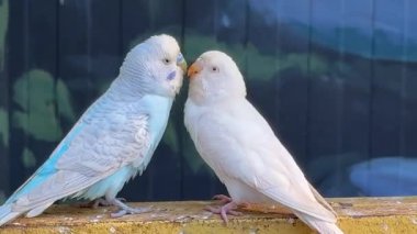 Güzel deniz mavisi renkleri ve beyaz renkli muhabbet kuşları ya da muhabbet kuşları şakacı bir şekilde birbirlerini öpüyorlar. Şakacı muhabbet kuşu parkta şakacı buldu.