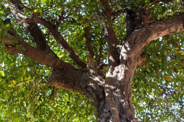 Güzel desenli Lush Mantar Meşesi Zeytin Ağacı Yakın çekim