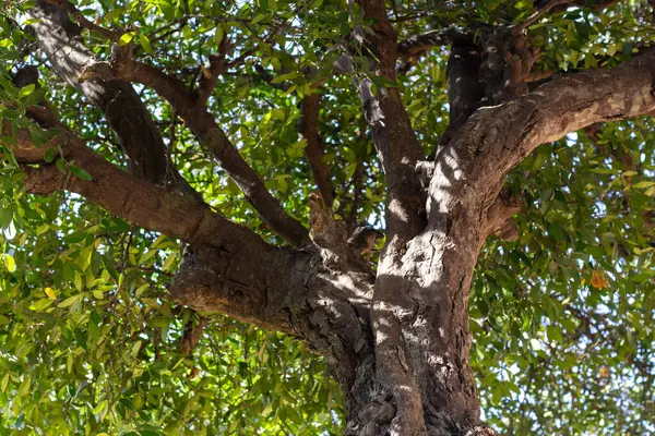 Güzel desenli Lush Mantar Meşesi Zeytin Ağacı Yakın çekim