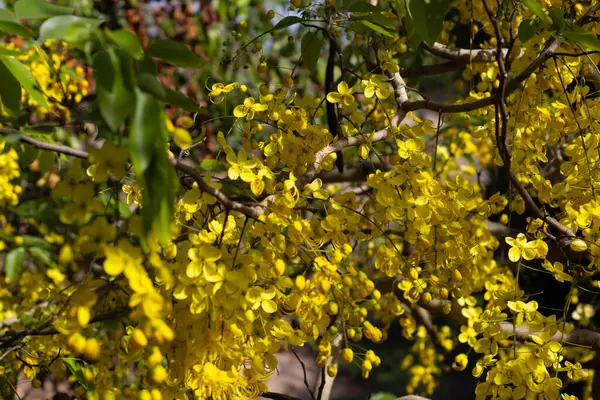 Cassia kısaltması genellikle tropikal ağaçlarda 