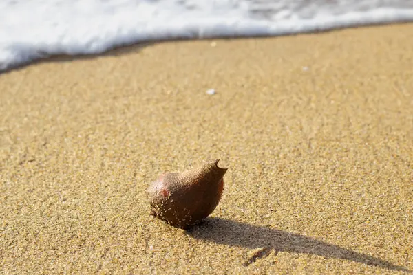 Ermiş yengecin kabuğu erken saatlerde kumsalda bulundu.