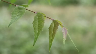 Yeşilimsi genç neem yaprakları sabah güneş ışığında esiyor kenarlarında kahverengimsi bir yaprak gibi.