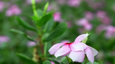 Madagaskar menekşe renginde canlı pembe çiçek meltemi Sabah güneşi altında yeşil yapraklarla çevrili 