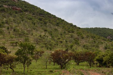 Kailasa Kona Şelalesi 'nde bir sürü spa ile rastgele ağaçlar yetişir.