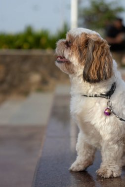 Şirin Shih Tzu portresi, bakımlı kürkleri olan küçük bir köpek.
