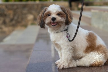 Şirin Shih Tzu portresi, bakımlı kürkleri olan küçük bir köpek.