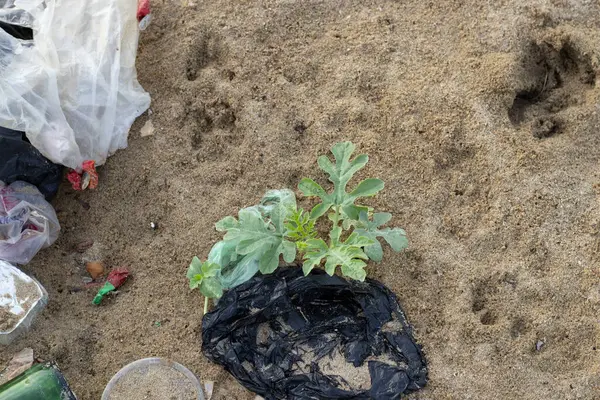 Plastik kirlilik, plastik çöp örtüsü, fabrikayı kaplıyor ve... 