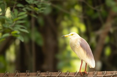 Beyaz ve gri renkli Hint göleti balıkçıl göletsiz ya da gölsüz