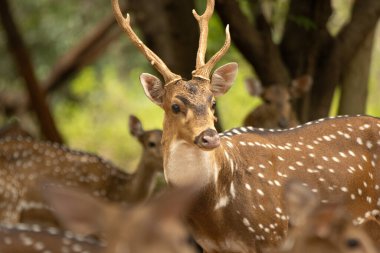 Uzun boynuzları olan geyiğin portresi... 