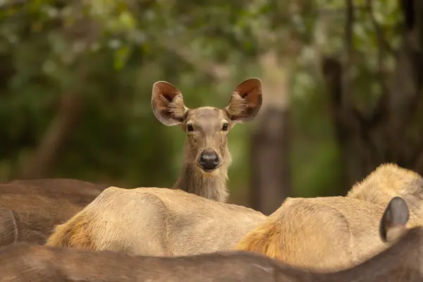 Bir grup bataklık geyiği bir tarafa bakıyor.