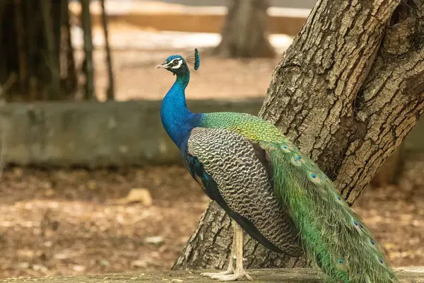 Canlı mavi ve yeşil renkli, uzun kuyruklu Hint tavus kuşu.