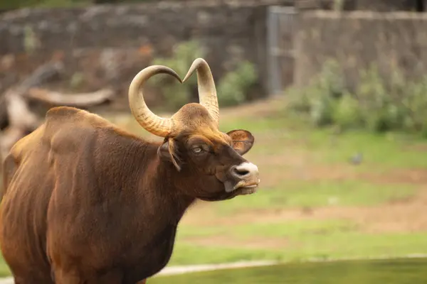 Büyük ve kalp şeklinde boynuzlu Kızılderili Gaur yeni küçük gölet