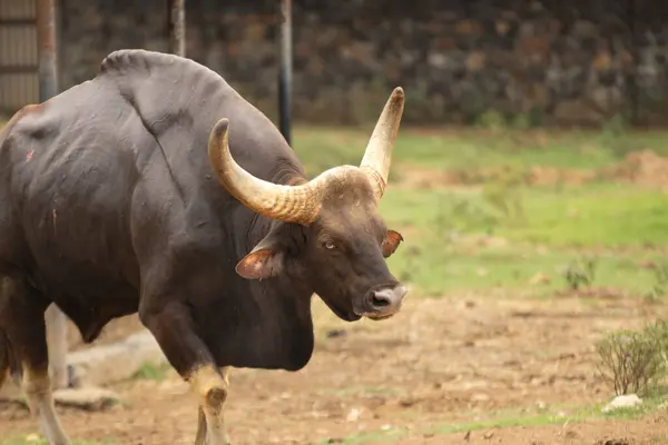 Büyük boynuzlu Kızılderili Gaur, büyük ve kalın kamburlu.