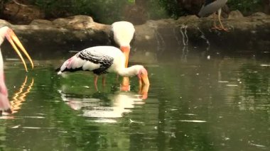 Vandalur hayvanat bahçesindeki diğer boyalı leyleklerle aç kalmak için leylek avına çıkmışlar.
