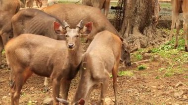 Sambar geyiği kameraya bakarak yeşillik yiyor.