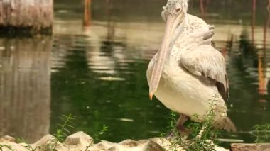 Gri bir pelikan, Vandalur hayvanat bahçesindeki diğer kuşlarla birlikte gölün ortasındaki bir kayanın üzerinde duruyor.