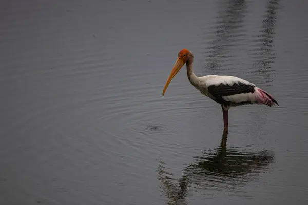 Boyanmış leylek kuşu gölette balık arıyor.