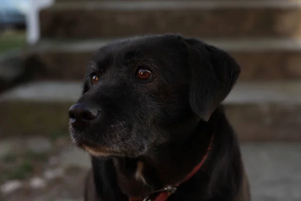 Ein Schwarzer Labrador Mit Braunen Augen Und Weißen Markierungen Schaut — Stockfoto