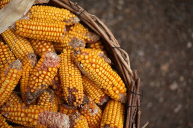 Hasır bir sepete yerleştirilmiş sarı kökler