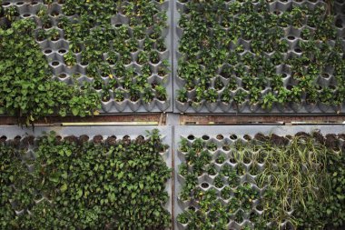 A green rattle that grows out of the wall where there are openings, as a decoration