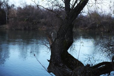 A tree by the lake with branches, a lake with a blue glow, and trees behind the lake