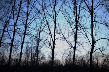 Sunset in the forest, trees with branches
