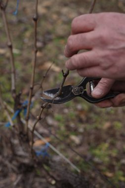 Cutting vineyard grape branches with black scissors in vineyard