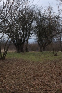 Field in nature half with fallen leaves and half with grass on the ground, road between trees, winter time