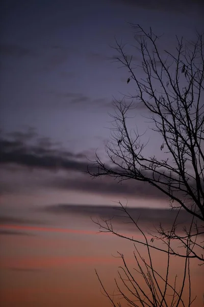 Black twigs on the right and colorful sky in the background, unusual background