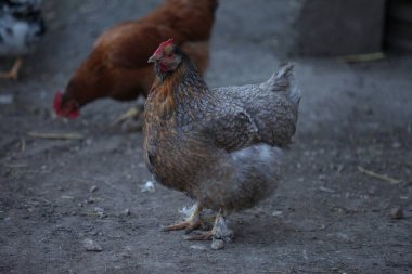 A gray and brown hen stands still while the hen behind her eats