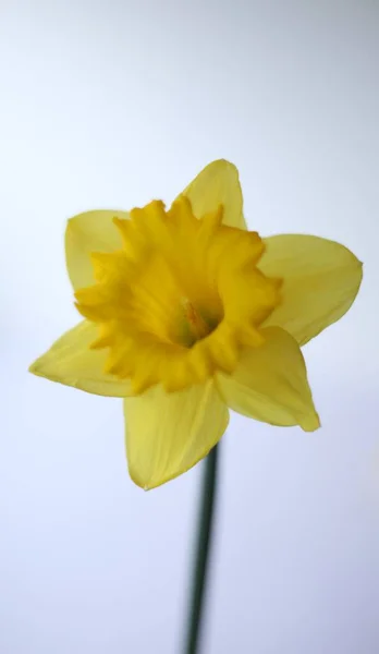 Gul Påsklilja Blomma Med Grön Stam Vit Bakgrund — Stockfoto