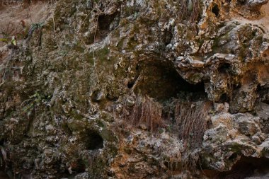 Taş kayalarda delikler, yeşil yosun ve çimenler