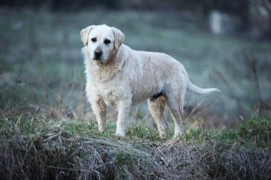 Beyaz bir köpek bir çayırda duruyor, karışık bir labrador türü.
