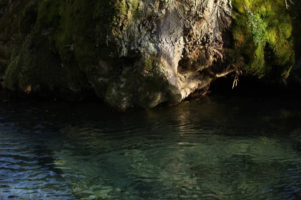 緑の苔と澄んだ水を持つ木 川にもたれかかる木 — ストック写真