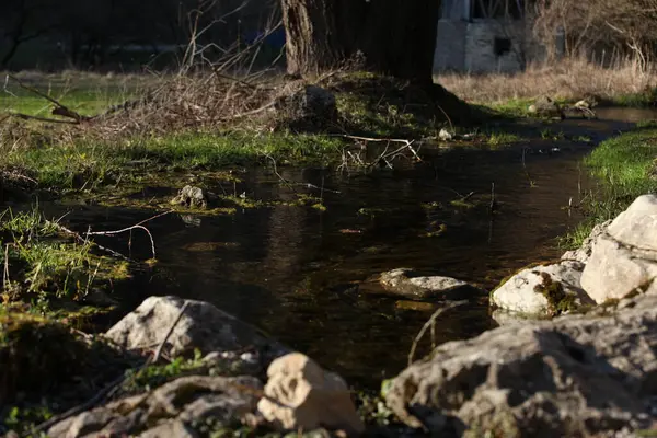 Ein Kleiner Bach Mit Klarem Wasser Steinen Bäumen Und Viel — Stockfoto