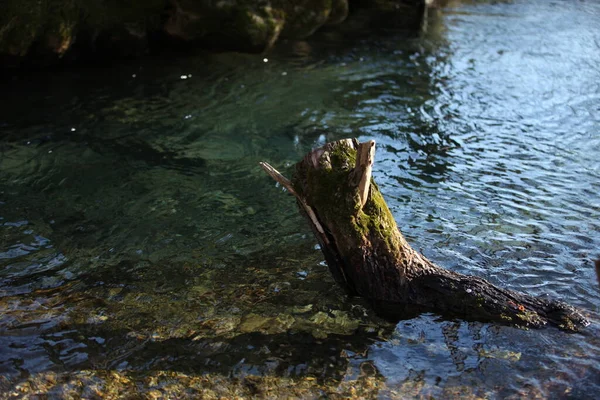 Дерево Мохом Торчащим Реки Чистой Водой Солнечным Светом — стоковое фото