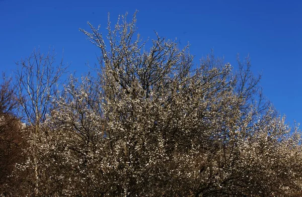 Blommande Plommon Träd Våren Blå Himmel Och Halv Bild Plommon — Stockfoto