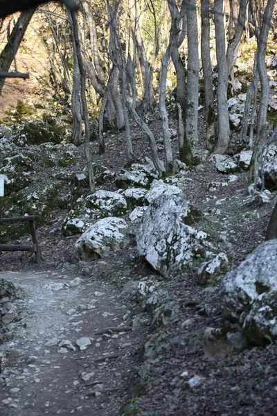 Bäume Und Steine Mit Moos Der Natur Frühlingszeit — Stockfoto