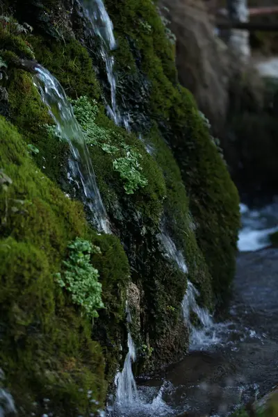 Grüne Pflanzen Und Moos Auf Einem Felsen Aus Dem Wasser — Stockfoto