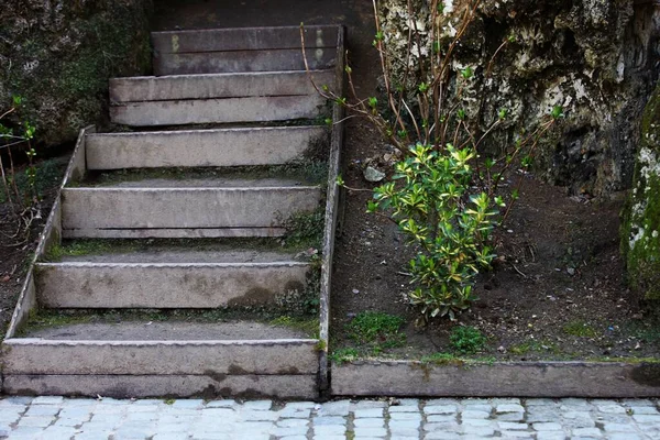 Tahta Merdivenler Kayanın Yanında Çiçekler Yan Tarafta — Stok fotoğraf