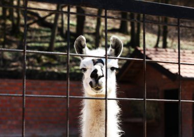 Çerçevedeki beyaz bir lama başı, kablolardan geçirilmiş hayvanat bahçesindeki bir lama portresi.