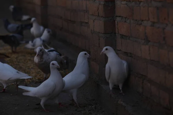마리의 비둘기가 — 스톡 사진