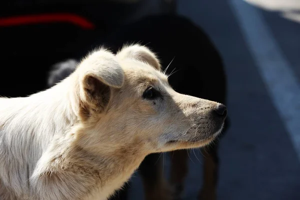 Blick Auf Einen Weißen Hund Rechts Einen Mischlingshund — Stockfoto