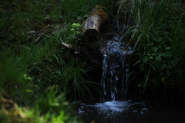 A flowing spring of clean water in the forest, rotten wood, green grass